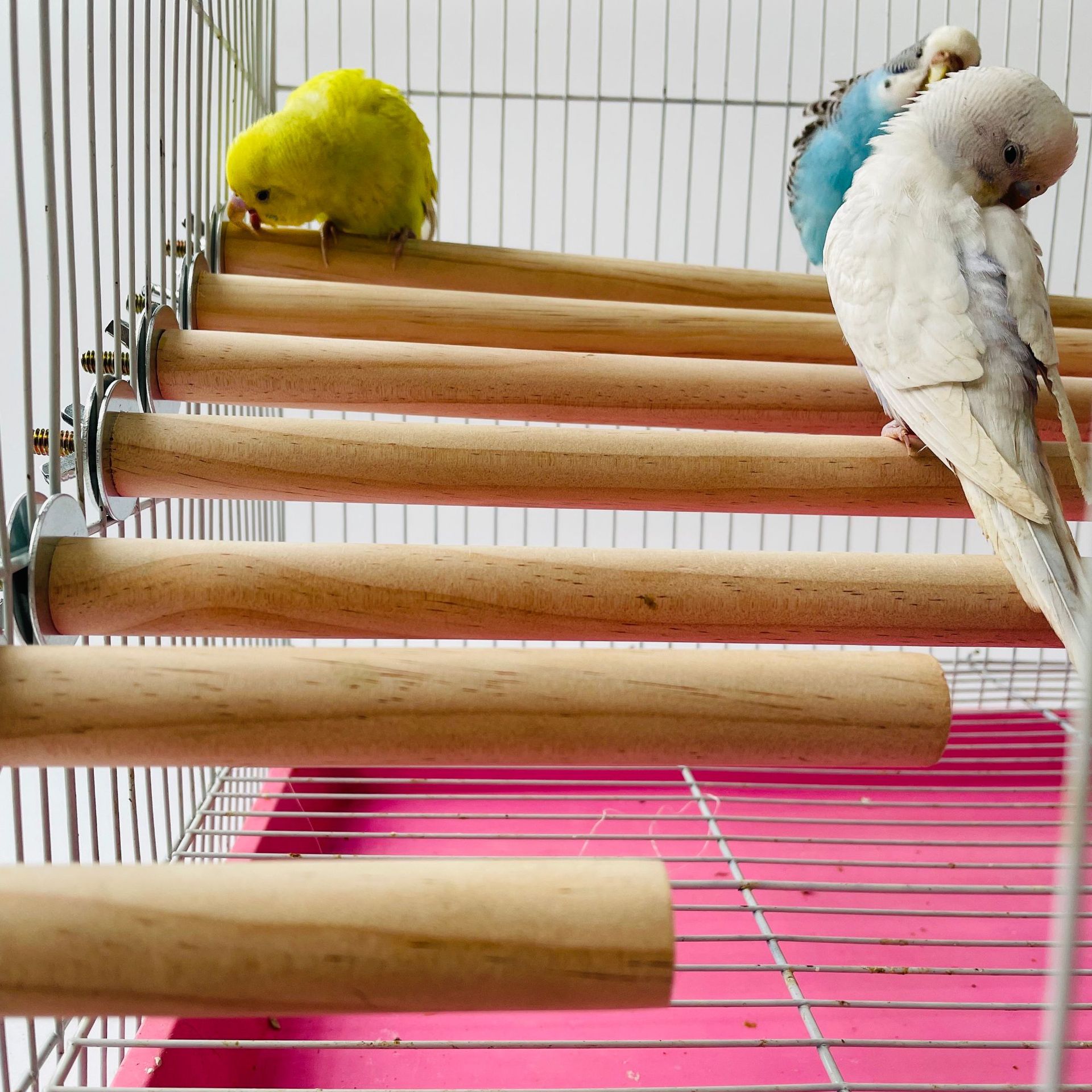 1/2ps Parrot Pet Raw Standing  - Pet X Supplies & Tack Reviews avis et prix