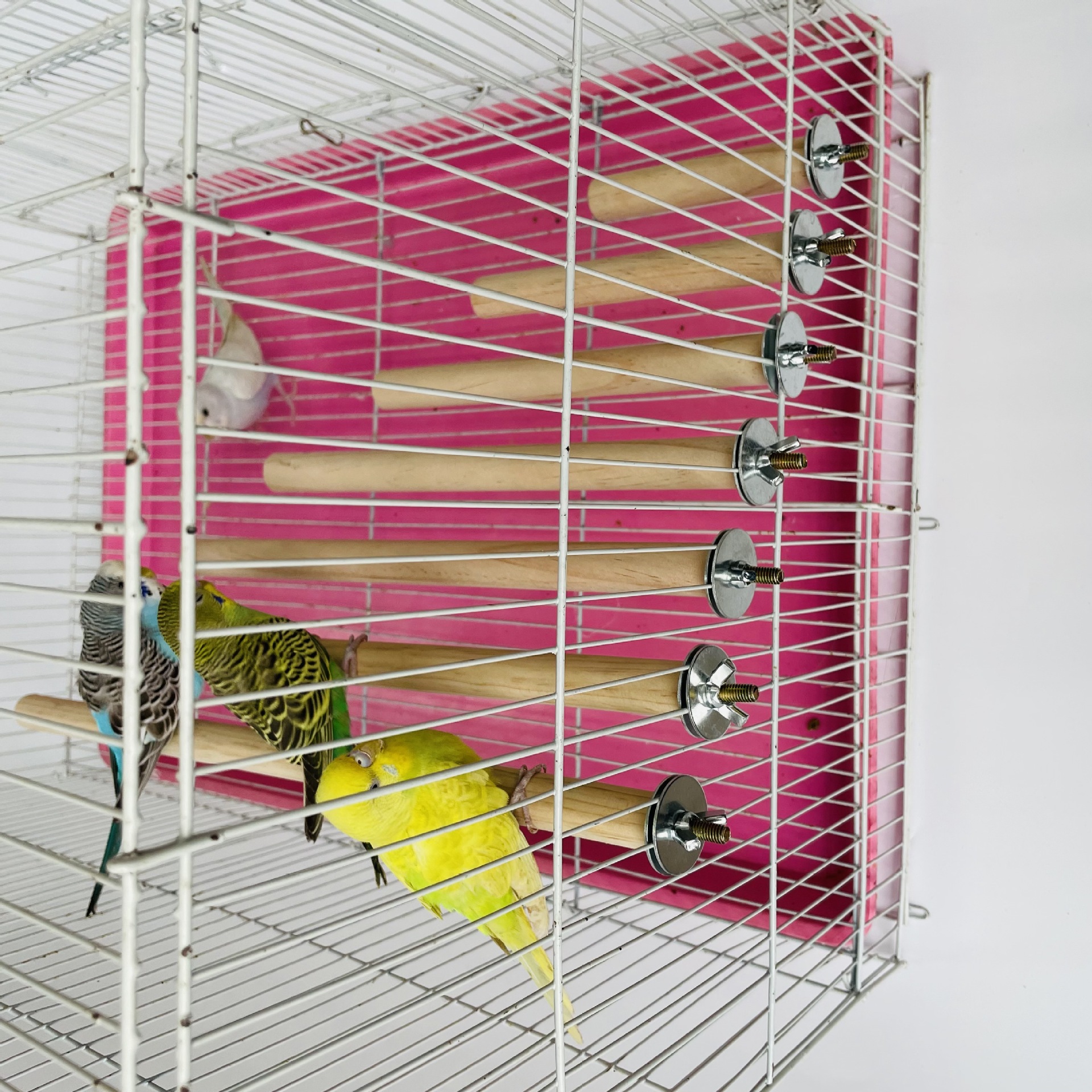 1/2ps Parrot Pet Raw Standing  - Pet X Supplies & Tack Reviews avis et prix