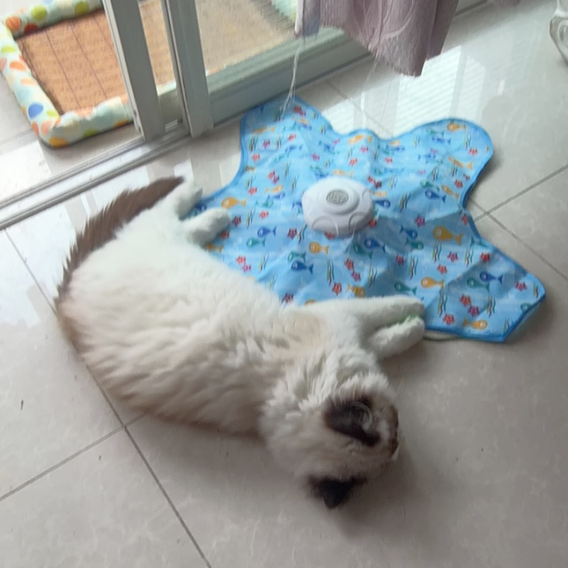 Interactive Cat Toy Hide And S - Cat Tunnel Toy avis et prix